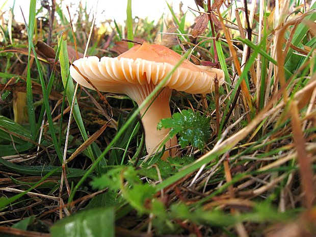 lúčnica statná Cuphophyllus pratensis (Fr.) Bon