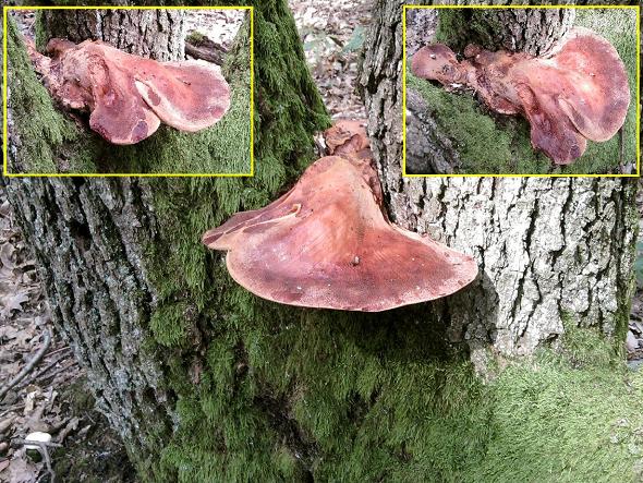 pečeňovec dubový Fistulina hepatica (Schaeff.) With.