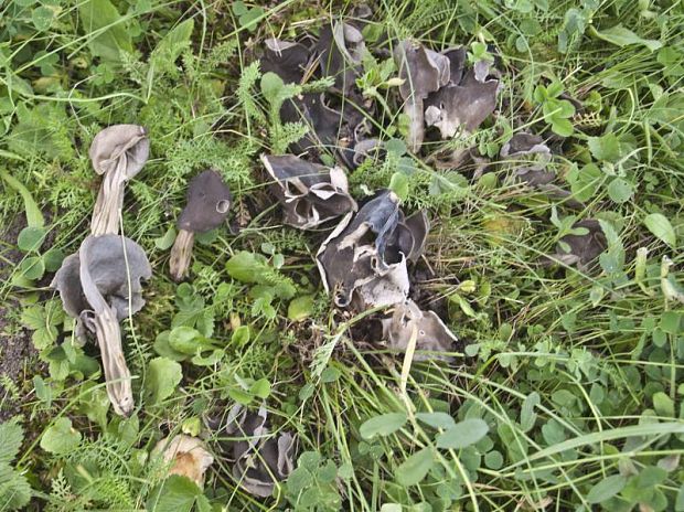 chriapač jamkatý Helvella lacunosa Afzel.