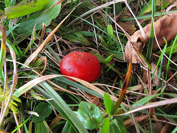 lúčnica šarlátová Hygrocybe coccinea (Schaeff.) P. Kumm.