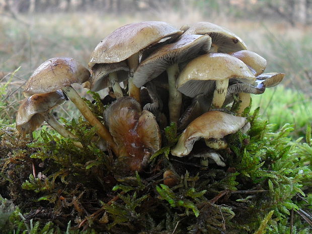 strapcovka zväzkovitá Hypholoma fasciculare (Huds.) P. Kumm.