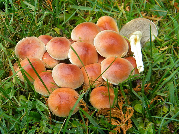 strapcovka zväzkovitá Hypholoma fasciculare (Huds.) P. Kumm.