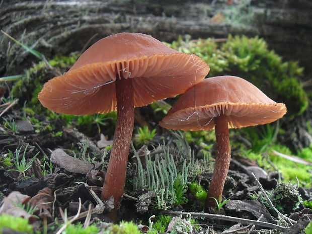 lakovka obyčajná Laccaria laccata (Scop.) Cooke