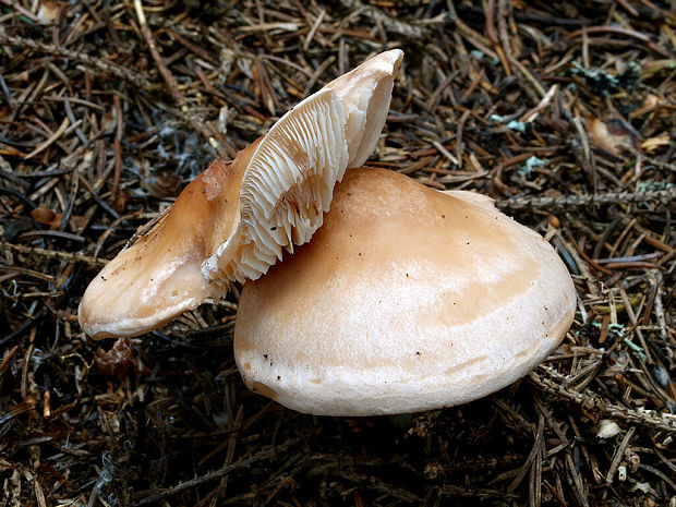 bielopavučinovec hľuznatý Leucocortinarius bulbiger (Alb. & Schwein.) Singer