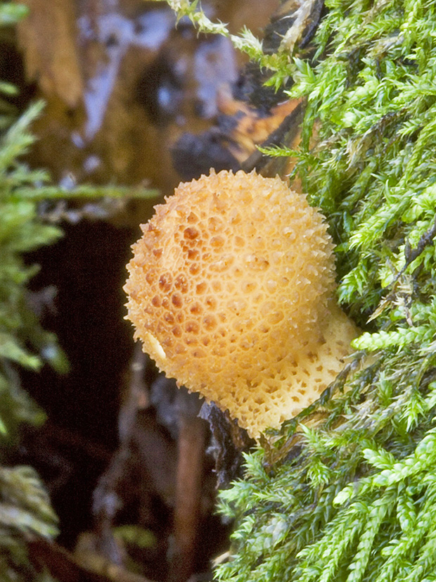 prášnica bradavičnatá Lycoperdon perlatum Pers.