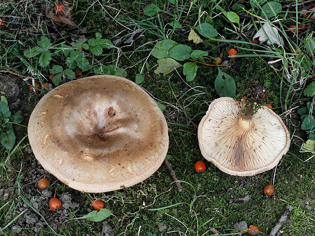 čechračka podvinutá Paxillus involutus (Batsch) Fr.