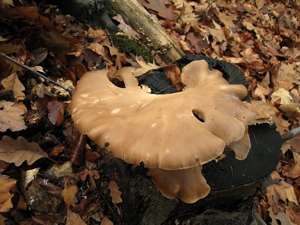 hliva Pleurotus sp.