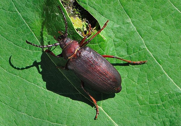 fuzáč hrubý Prionus coriarius ♂