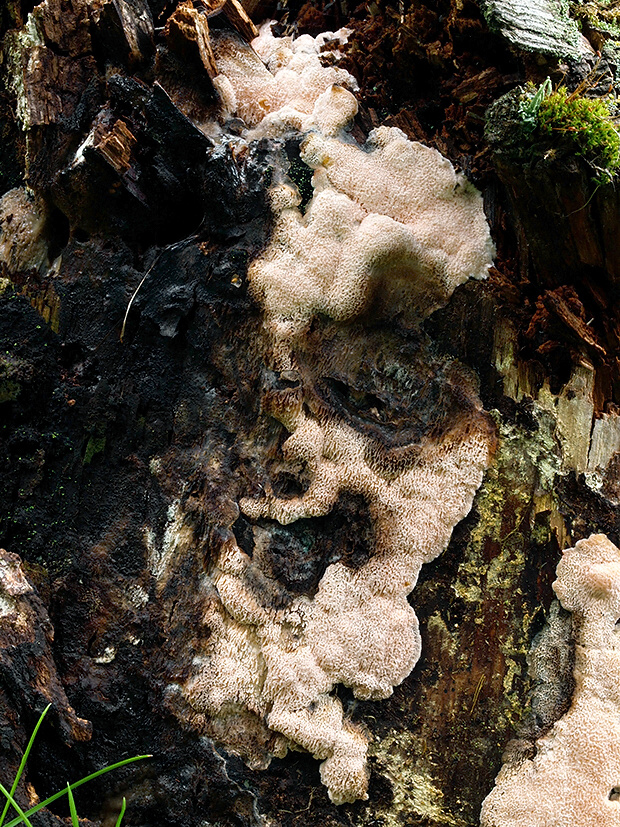 tvarohovník lososový Rhodonia placenta (Fr.) Niemelä, K.H. Larss. & Schigel