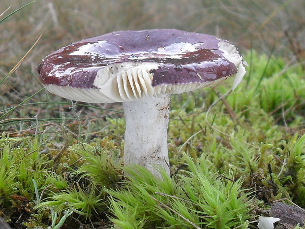 plávka Russula sp.