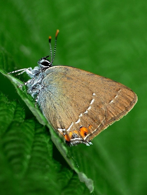 ostrôžkár malý Satyrium acaciae Fabricius, 1787