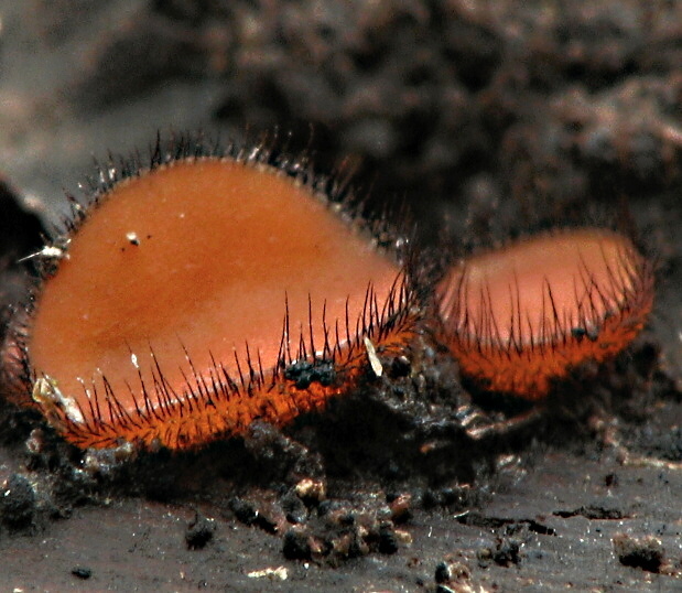 štítovnička Scutellinia sp.