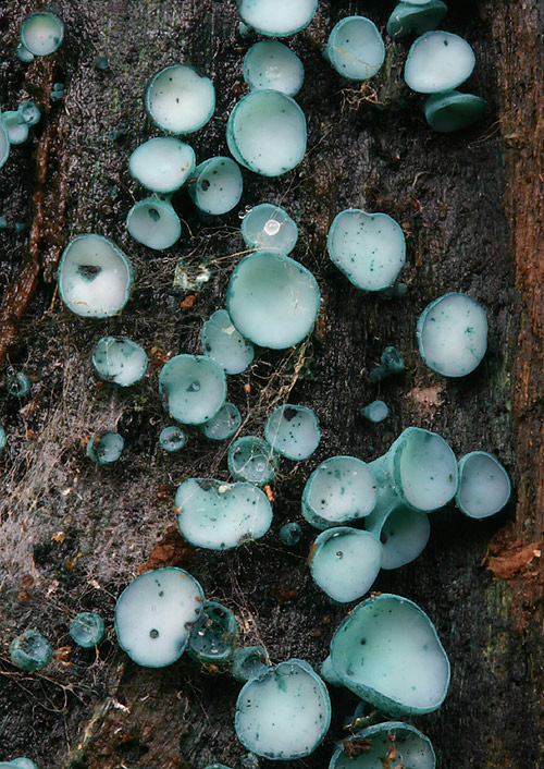 zelenica obyčajná Chlorociboria aeruginosa (Oeder) Seaver ex C.S. Ramamurthi, Korf & L.R. Batra