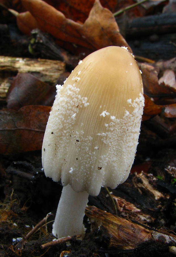 hnojník Coprinus sp.