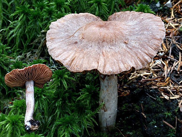 pavučinovec opásaný Cortinarius anomalus (Fr.) Fr.