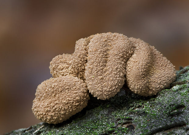 dutinovka otrubnatá Encoelia furfuracea (Roth) P. Karst.