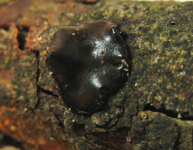 tmavorôsolovec Exidia sp.