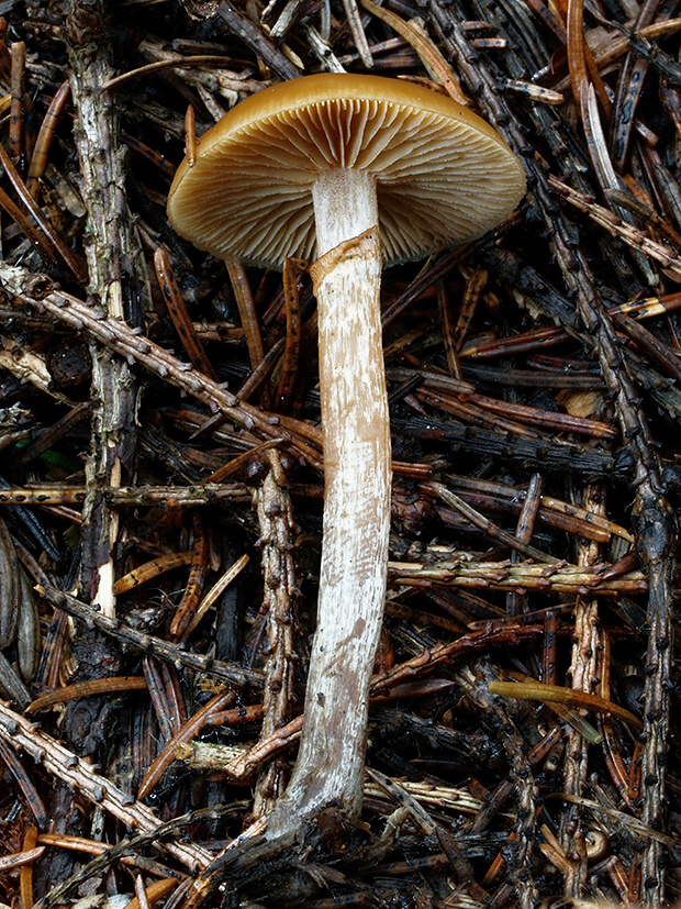 kapucňovka Galerina sp.