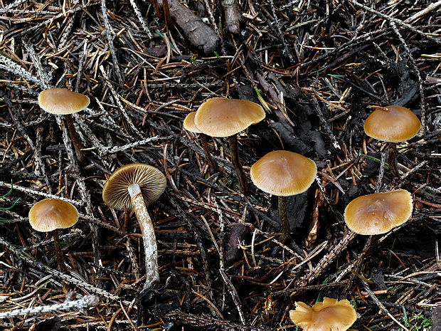 kapucňovka Galerina sp.