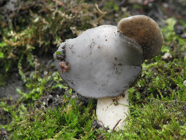 chriapač Helvella sp.