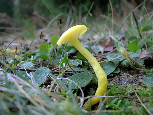 lúčnica citrónovožltá Hygrocybe chlorophana (Fr.) Wünsche