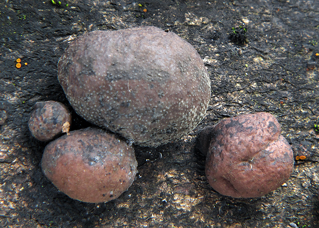 drevovček Hypoxylon sp.