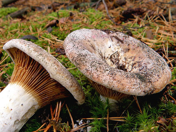 rýdzik plstnatý Lactarius vellereus (Fr.) Fr.