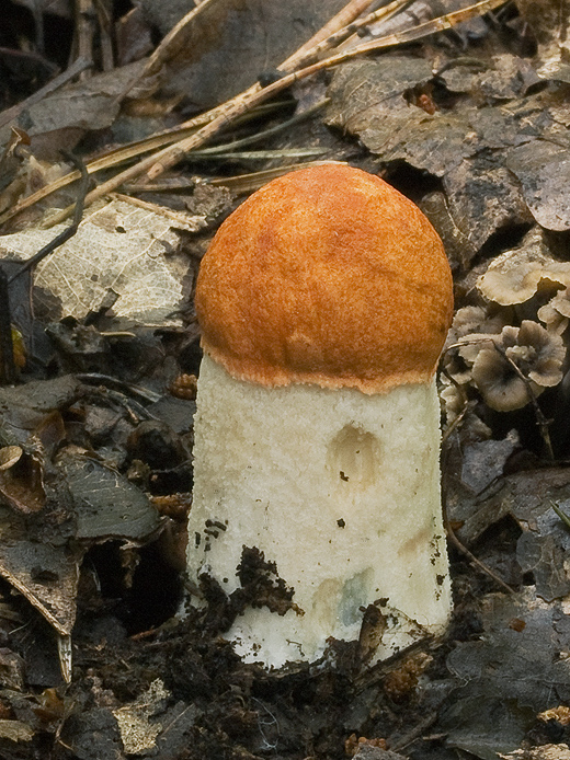 kozák osikový Leccinum albostipitatum den Bakker & Noordel.