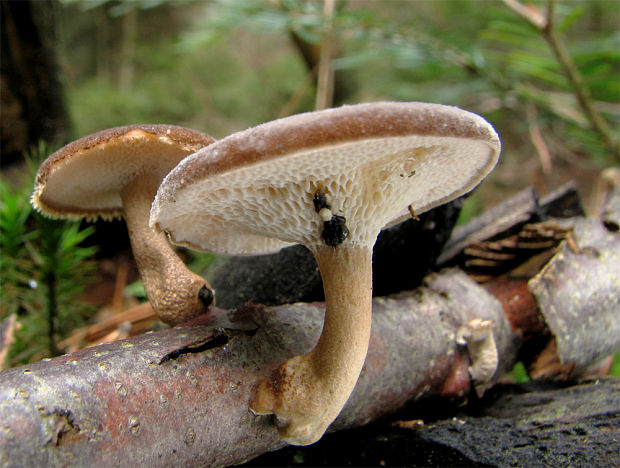 trúdnik plástovitý Lentinus arcularius (Batsch) Zmitr.