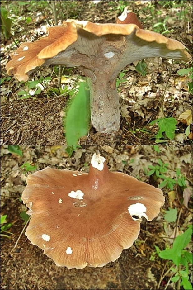 húževnatec Lentinus sp.