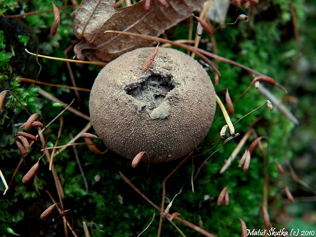 prášnica hruškovitá Lycoperdon pyriforme Schaeff.