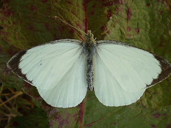 mlynárik kapustový Pieris brassicae Linnaeus, 1758