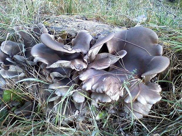 hliva Pleurotus sp.