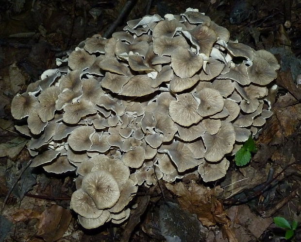 trúdnik klobúčkatý Polyporus umbellatus (Pers.) Fr.