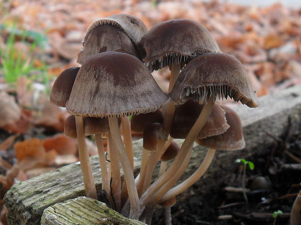 drobuľka Psathyrella sp.