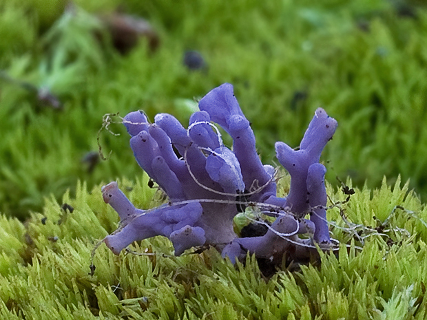 pastrapačka fialová Ramariopsis pulchella (Boud.) Corner