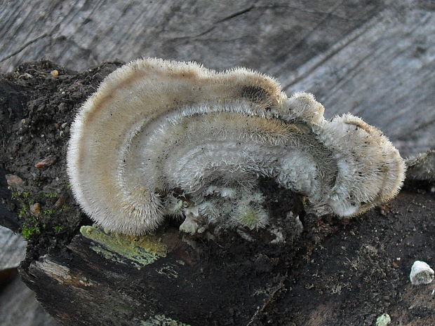 trúdnikovec chlpatý Trametes hirsuta (Wulfen) Lloyd