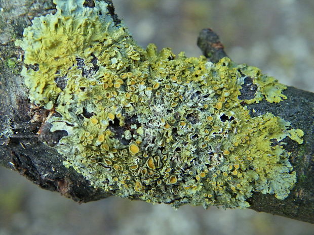 diskovník múrový Xanthoria parietina var. parietina