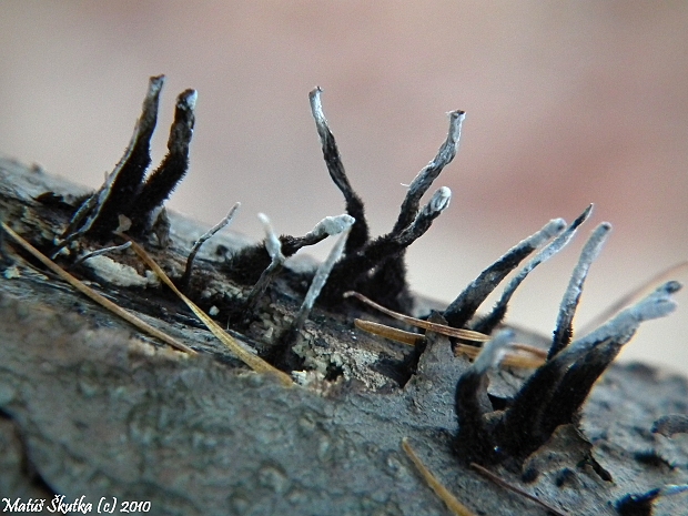 drevnatec bukový Xylaria carpophila (Pers.) Fr.