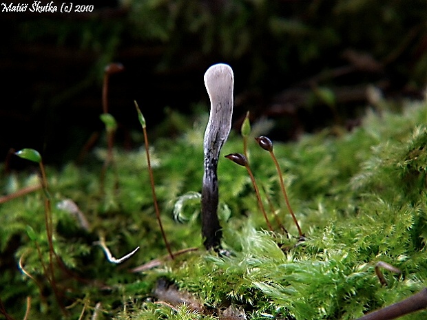 drevnatec parohatý Xylaria hypoxylon (L.) Grev.