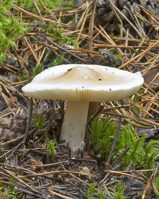 muchotrávka slamovožltá? Amanita gemmata (Fr.) Bertill.