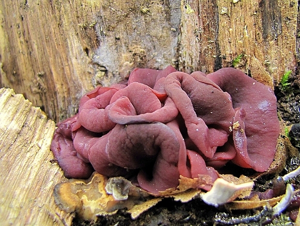 vrtidlovka mäsitá-čihovitka masová Ascocoryne sarcoides (Jacq.) J.W. Groves & D.E. Wilson