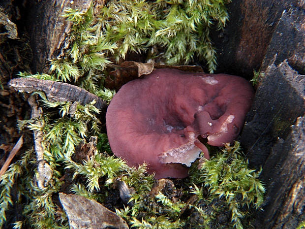 vrtidlovka Ascocoryne sp.