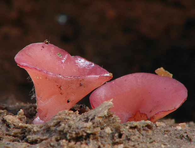 vrtidlovka Ascocoryne sp.