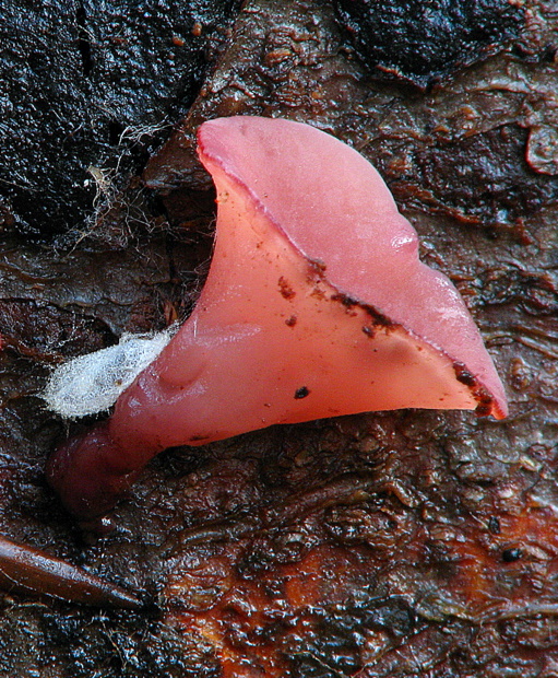 vrtidlovka Ascocoryne sp.