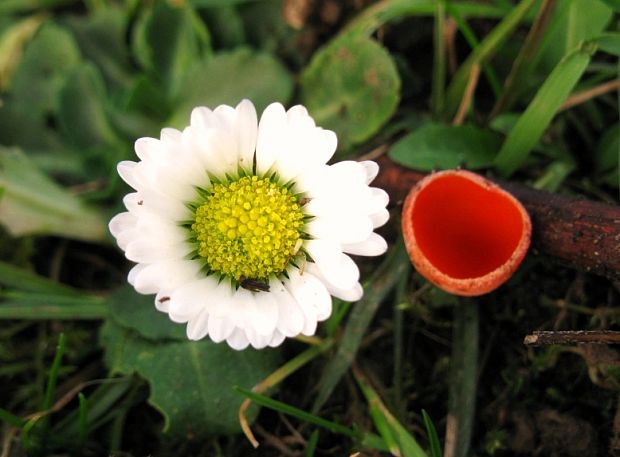 sedmokráska obyčajná Bellis perennis L.