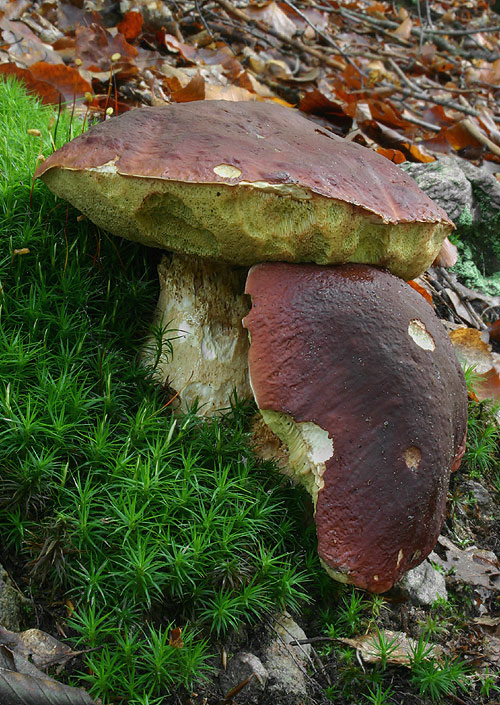 hríb sosnový Boletus pinophilus Pil. et Dermek in Pil.