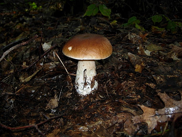 hríb dubový Boletus reticulatus Schaeff.