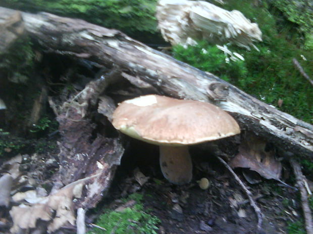 hríb dubový Boletus reticulatus Schaeff.