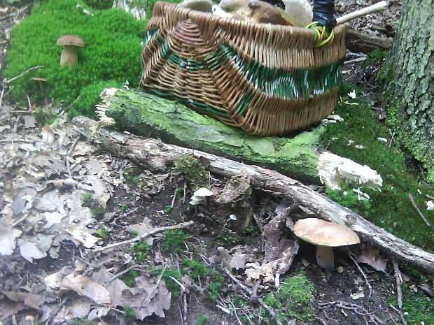 hríb dubový Boletus reticulatus Schaeff.